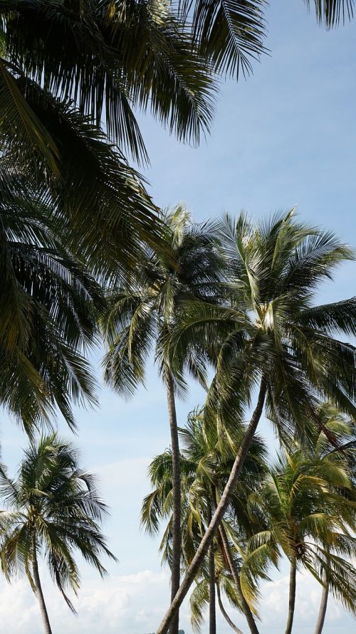 blue sky palm plant