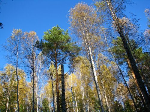 blue sky forest birch