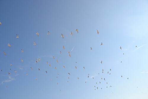 blue sky birds fly