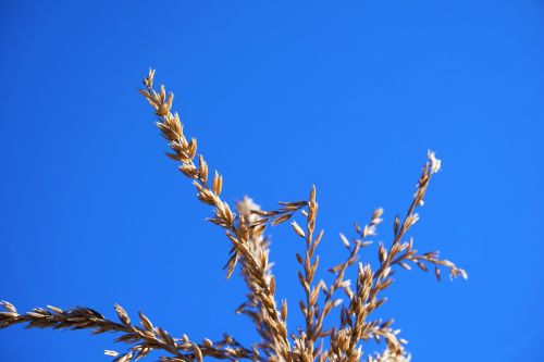 blue sky wheat blue