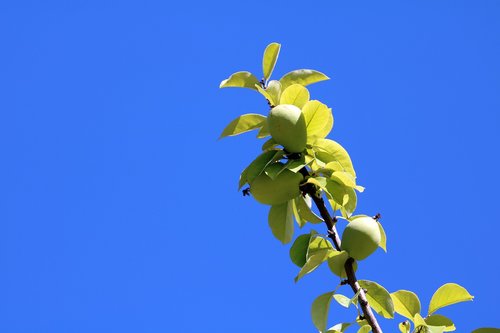 blue sky  all and fruit plants  fruit