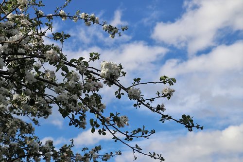 blue sky  twigs  apple flower