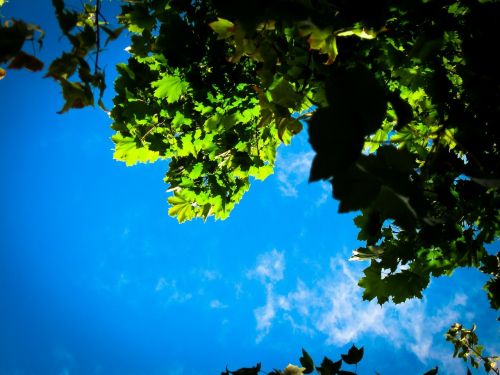 blue sky leaves tree
