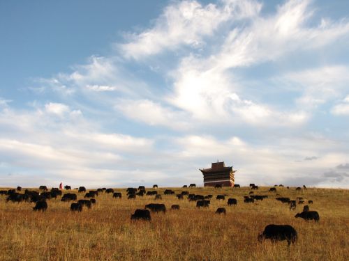 blue sky herd artistic conception