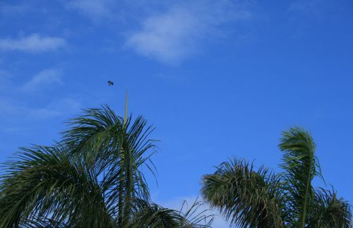 Blue Sky Above Palms