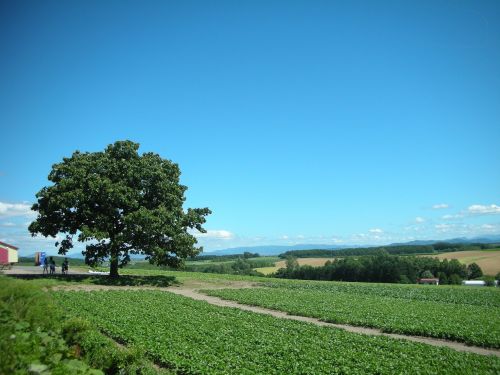 blue sky and green scene landscape