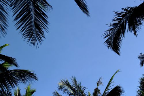 Blue Sky And Palm Tree