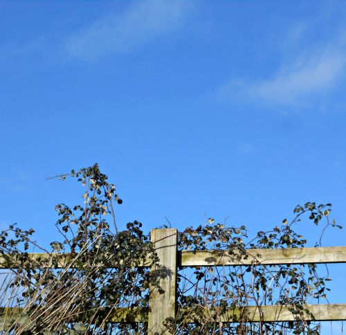 Blue Sky And Plants On Fence