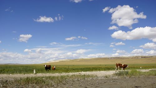 blue sky and white clouds prairie walking