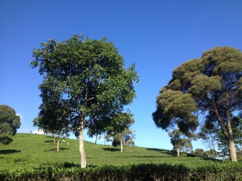 blue sky tea field trees