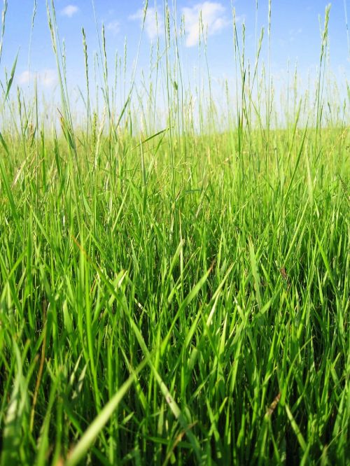 blue sky background nature summer