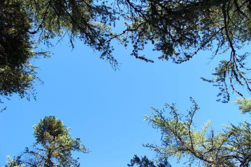 Blue Sky Jack Pine Forest Trees