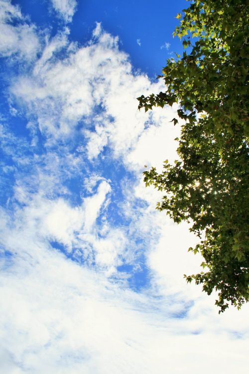 Blue Sky, White Cloud And Tree
