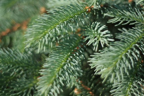 blue spruce  pine needles  tree