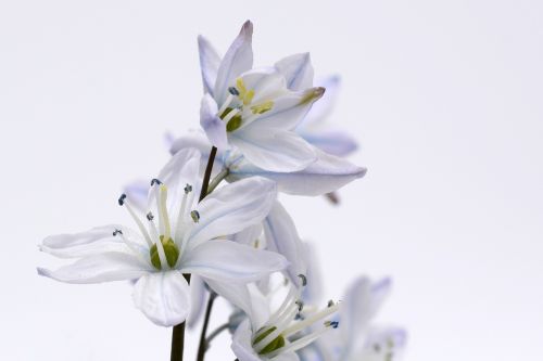 blue star plant blossom