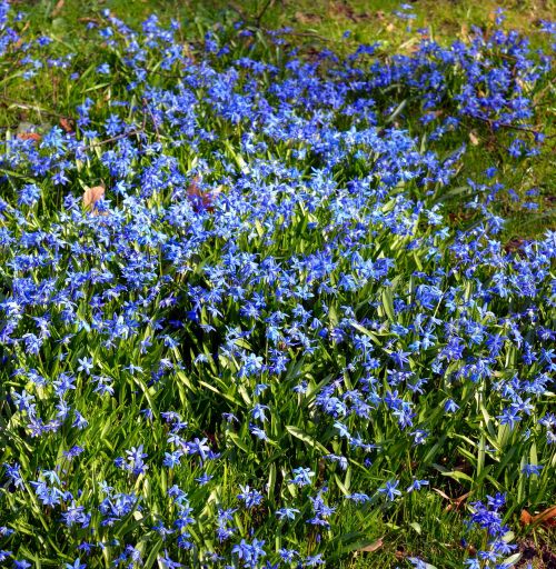 blue star siberian blaustern flowers