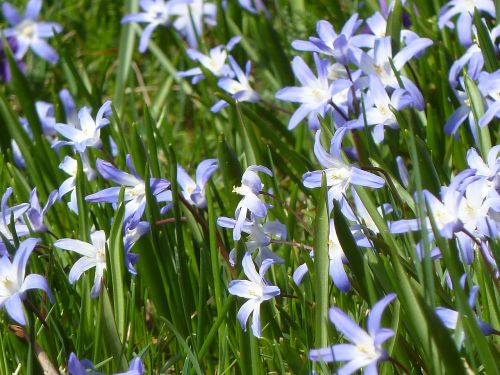 blue star blue spring