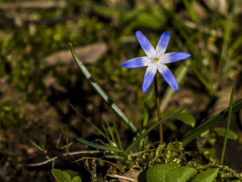 blue star flower blossom