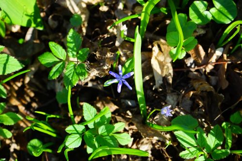 blue star scilla blossom