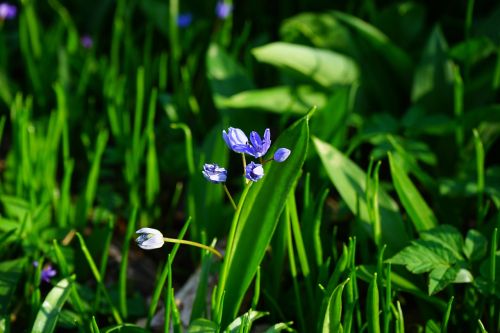 blue star scilla blossom