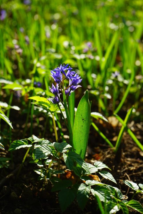 blue star scilla blossom