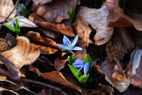 blue star  scilla  blossom
