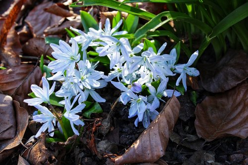 blue star  scilla  blossom