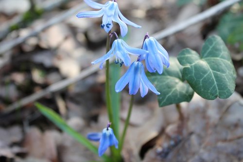 blue star  scilla  early bloomer