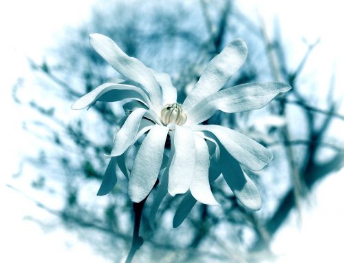 blue star magnolia filter magnolia