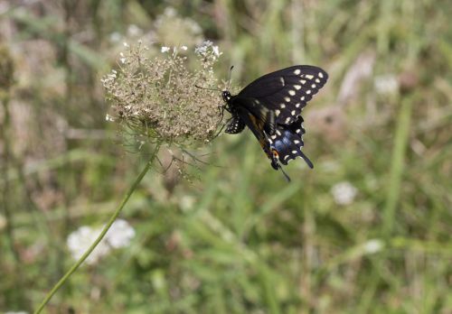 Blue Swallowtail