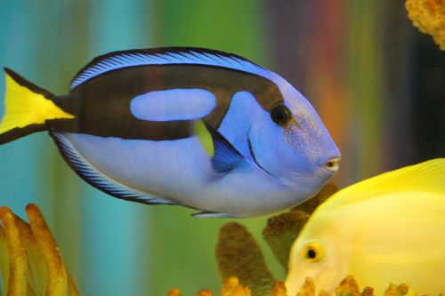blue tang fish dory