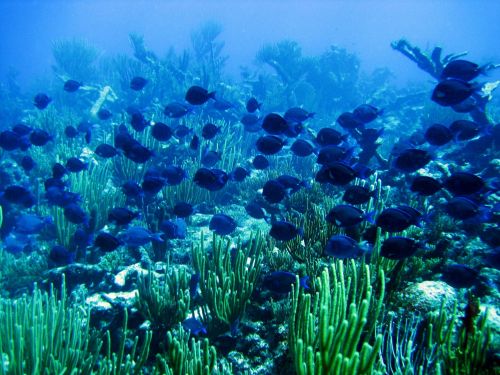 blue tang fish underwater