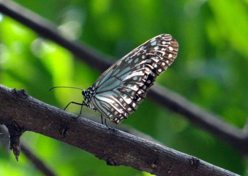 blue tiger butterfly tirumala limniace