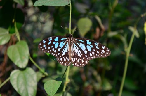 blue tiger butterfly insect