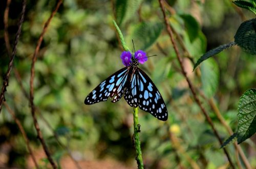 blue tiger butterfly insect