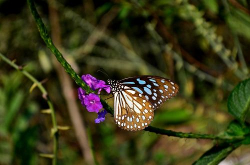 blue tiger butterfly butterfly flower