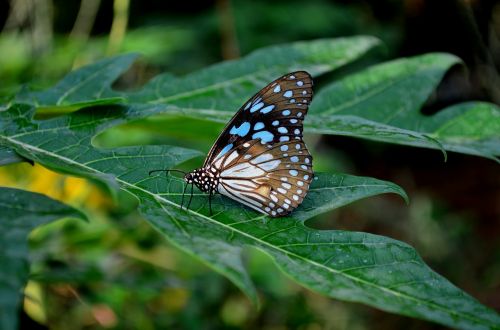 blue tiger butterfly butterfly flower