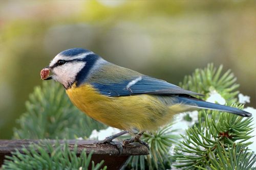 blue tit cyanistes caeruleus bird