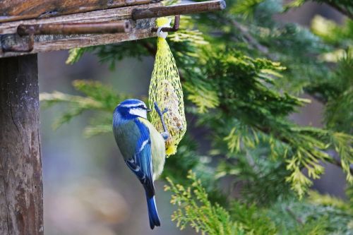 blue tit tit bird