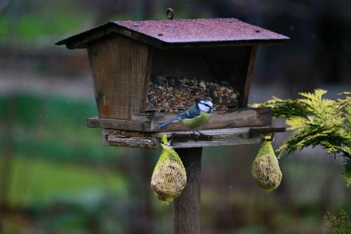 blue tit bird garden