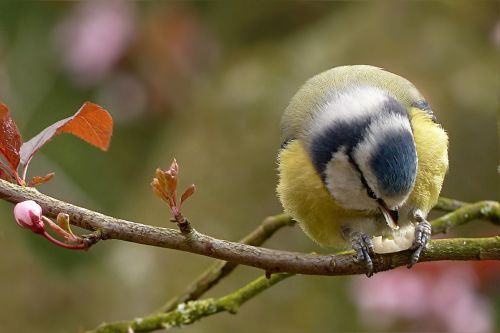 blue tit cyanistes caeruleus bird