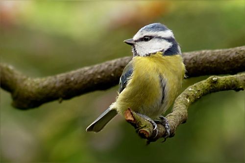 blue tit cyanistes caeruleus bird