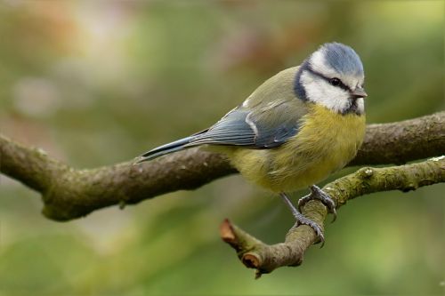 blue tit cyanistes caeruleus bird