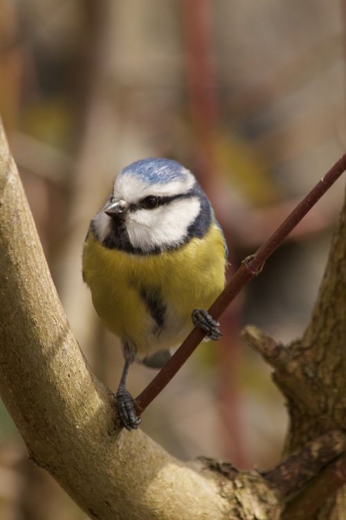 blue tit spring bird