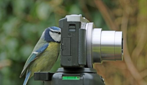 blue tit camera garden bird
