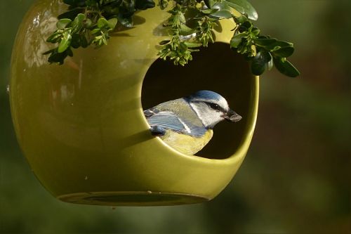 blue tit cyanistes caeruleus bird