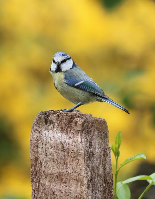blue tit garden bird bird