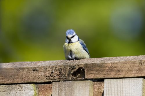 blue tit bird garden