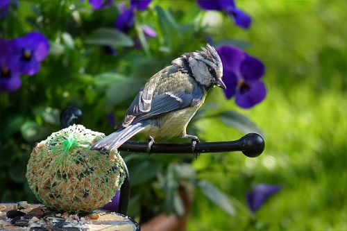 blue tit cyanistes caeruleus bird