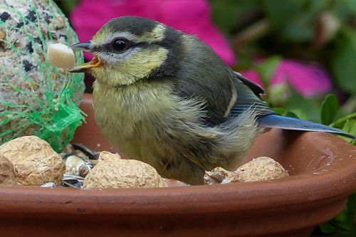 blue tit cyanistes caeruleus bird